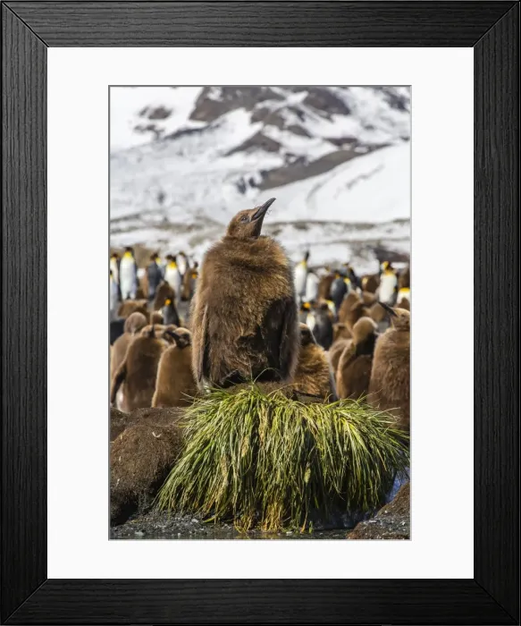 Framed Print : King penguin (Aptenodytes patagonicus) chicks, Gold Harbour, South Georgia Island, South Atlantic Ocean, Polar Regions Framed Print : King penguin (Aptenodytes patagonicus) chicks, Gold Harbour, South Georgia Island, South Atlantic Ocean, Polar Regions