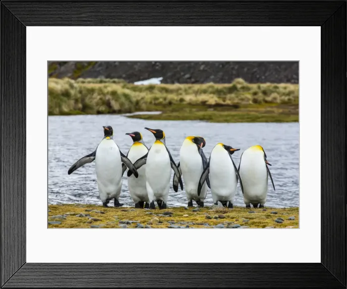 Framed Print : King penguins (Aptenodytes patagonicus), Peggoty Bluff, South Georgia Island, South Atlantic Ocean, Polar Regions Framed Print : King penguins (Aptenodytes patagonicus), Peggoty Bluff, South Georgia Island, South Atlantic Ocean, Polar Regions