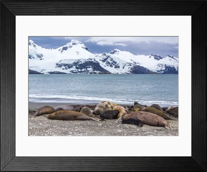 Framed Print : Southern elephant seals (Mirounga leonina), Peggotty Bluff, South Georgia, South Atlantic Ocean, Polar Regions Framed Print : Southern elephant seals (Mirounga leonina), Peggotty Bluff, South Georgia, South Atlantic Ocean, Polar Regions