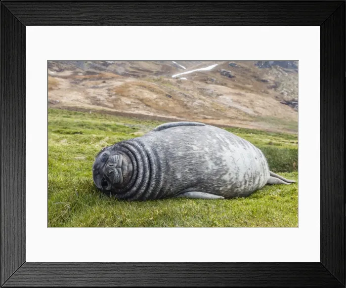 Framed Print : Southern elephant seal (Mirounga leonina) pup, Grytviken Whaling Station, South Georgia, South Atlantic Ocean, Polar Regions Framed Print : Southern elephant seal (Mirounga leonina) pup, Grytviken Whaling Station, South Georgia, South Atlantic Ocean, Polar Regions