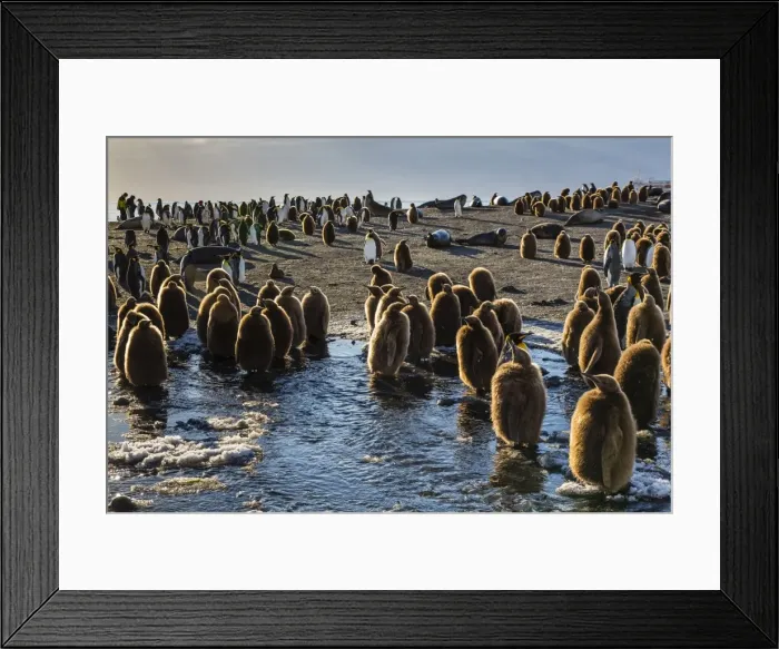 Framed Print : King penguin (Aptenodytes patagonicus) chicks, okum boys, Gold Harbour, South Georgia Island, South Atlantic Ocean, Polar Regions Framed Print : King penguin (Aptenodytes patagonicus) chicks, okum boys, Gold Harbour, South Georgia Island, South Atlantic Ocean, Polar Regions