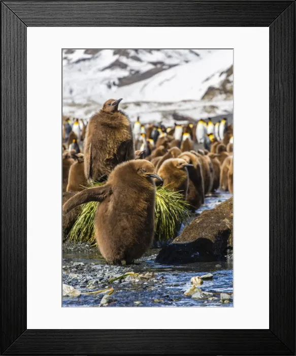 Framed Print : King penguin (Aptenodytes patagonicus) chicks, Gold Harbour, South Georgia Island, South Atlantic Ocean, Polar Regions Framed Print : King penguin (Aptenodytes patagonicus) chicks, Gold Harbour, South Georgia Island, South Atlantic Ocean, Polar Regions