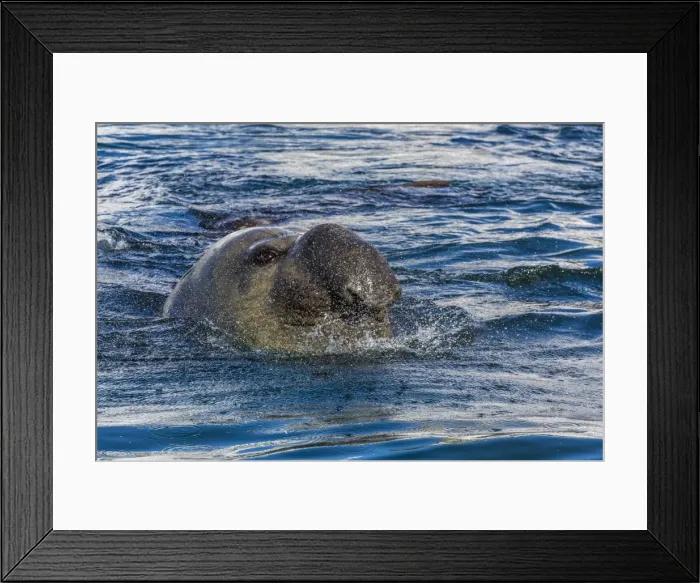 Framed Print : Southern elephant seal (Mirounga leonina) bull, Gold Harbour, South Georgia, South Atlantic Ocean, Polar Regions Framed Print : Southern elephant seal (Mirounga leonina) bull, Gold Harbour, South Georgia, South Atlantic Ocean, Polar Regions