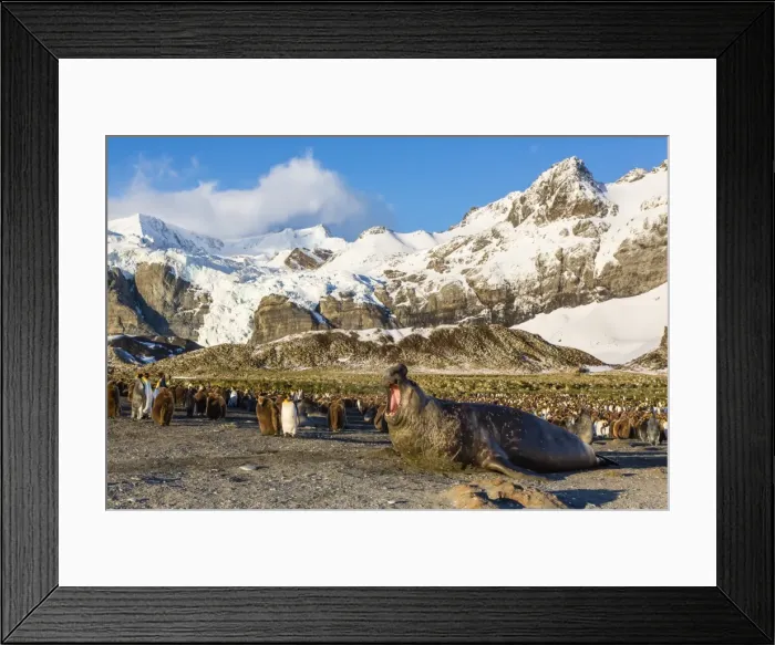 Framed Print : Southern elephant seal (Mirounga leonina), Gold Harbour, South Georgia, South Atlantic Ocean, Polar Regions Framed Print : Southern elephant seal (Mirounga leonina), Gold Harbour, South Georgia, South Atlantic Ocean, Polar Regions
