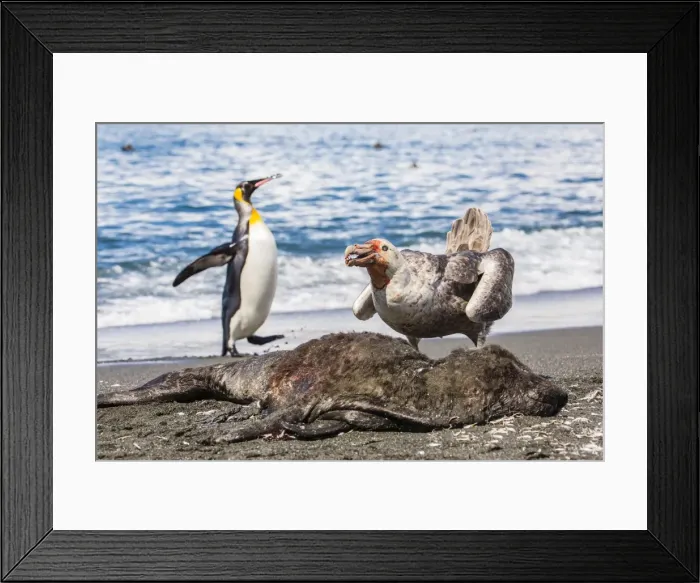 Framed Print : Northern giant petrel (Macronectes halli) posturing over dead fur seal carcass, Gold Harbour, South Georgia, South Atlantic Ocean, Polar Regions Framed Print : Northern giant petrel (Macronectes halli) posturing over dead fur seal carcass, Gold Harbour, South Georgia, South Atlantic Ocean, Polar Regions