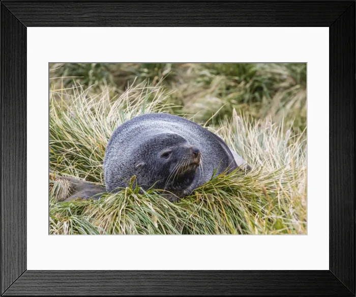 Framed Print : Antarctic fur seal (Arctocephalus gazella) in the tussac grass at Peggotty Bluff, South Georgia Island, South Atlantic Ocean, Polar Regions Framed Print : Antarctic fur seal (Arctocephalus gazella) in the tussac grass at Peggotty Bluff, South Georgia Island, South Atlantic Ocean, Polar Regions