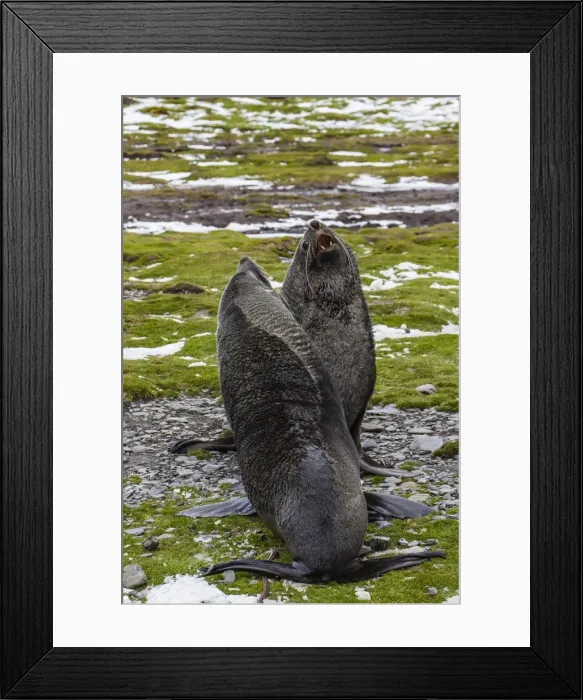 Framed Print : Antarctic fur seal (Arctocephalus gazella) bulls establishing mating territories at the abandoned Stromness Whaling Station, South Georgia Island, South Atlantic Ocean, Polar Regions Framed Print : Antarctic fur seal (Arctocephalus gazella) bulls establishing mating territories at the abandoned Stromness Whaling Station, South Georgia Island, South Atlantic Ocean, Polar Regions