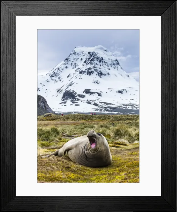 Framed Print : Southern elephant seal (Mirounga leonina) bull, Peggotty Bluff, South Georgia, South Atlantic Ocean, Polar Regions Framed Print : Southern elephant seal (Mirounga leonina) bull, Peggotty Bluff, South Georgia, South Atlantic Ocean, Polar Regions