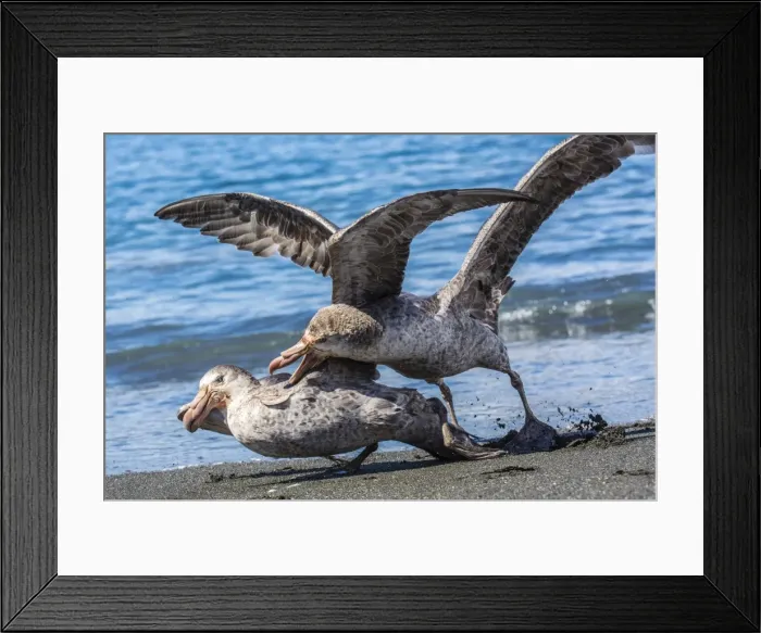 Framed Print : Northern giant petrel (Macronectes halli) fighting over dead fur seal carcass, Gold Harbour, South Georgia, South Atlantic Ocean, Polar Regions Framed Print : Northern giant petrel (Macronectes halli) fighting over dead fur seal carcass, Gold Harbour, South Georgia, South Atlantic Ocean, Polar Regions