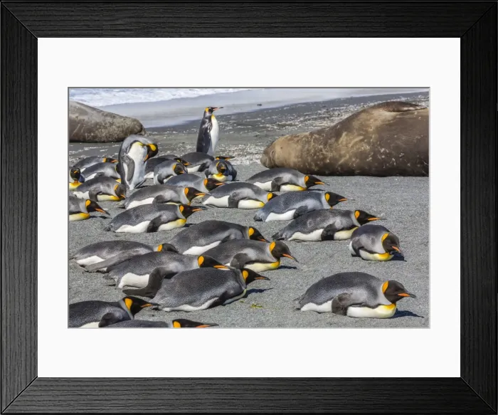 Framed Print : King penguins (Aptenodytes patagonicus), Gold Harbour, South Georgia Island, South Atlantic Ocean, Polar Regions Framed Print : King penguins (Aptenodytes patagonicus), Gold Harbour, South Georgia Island, South Atlantic Ocean, Polar Regions