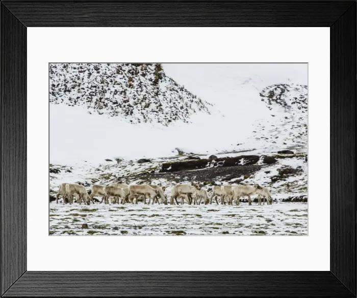 Framed Print : Reindeer (Rangifer tarandus) introduced from Norway, Stromness Bay, South Georgia Island, Polar Regions Framed Print : Reindeer (Rangifer tarandus) introduced from Norway, Stromness Bay, South Georgia Island, Polar Regions