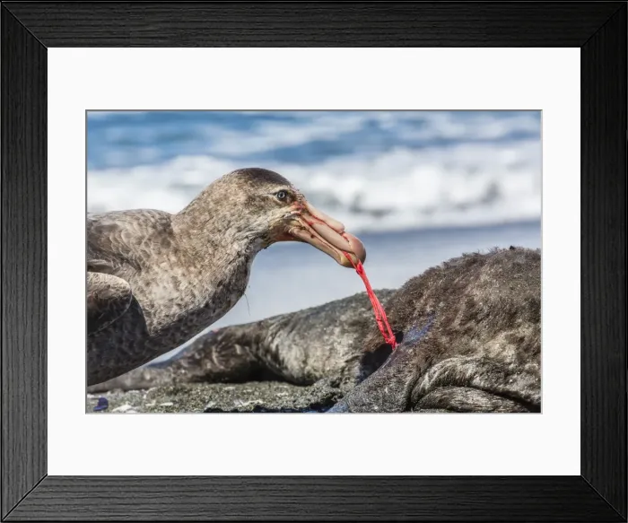 Framed Print : Northern giant petrel (Macronectes halli) feeding on dead fur seal carcass, Gold Harbour, South Georgia, South Atlantic Ocean, Polar Regions