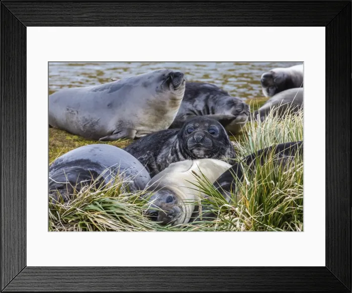 Framed Print : Southern elephant seal (Mirounga leonina) pups, Peggotty Bluff, South Georgia, South Atlantic Ocean, Polar Regions Framed Print : Southern elephant seal (Mirounga leonina) pups, Peggotty Bluff, South Georgia, South Atlantic Ocean, Polar Regions