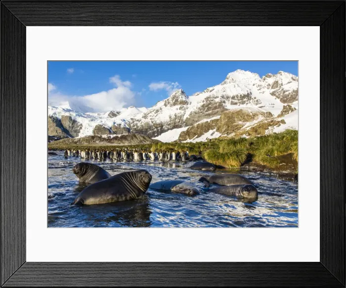 Framed Print : Southern elephant seal (Mirounga leonina) pups, Gold Harbour, South Georgia, South Atlantic Ocean, Polar Regions Framed Print : Southern elephant seal (Mirounga leonina) pups, Gold Harbour, South Georgia, South Atlantic Ocean, Polar Regions