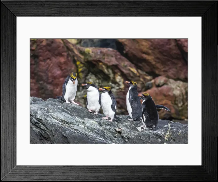 Framed Print : Adult macaroni penguins (Eudyptes chrysolophus), Cooper Bay, South Georgia Island, South Atlantic Ocean, Polar Regions Framed Print : Adult macaroni penguins (Eudyptes chrysolophus), Cooper Bay, South Georgia Island, South Atlantic Ocean, Polar Regions
