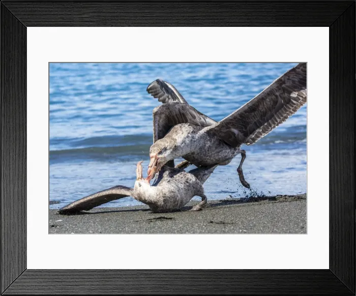 Framed Print : Northern giant petrel (Macronectes halli) fighting over dead fur seal carcass, Gold Harbour, South Georgia, South Atlantic Ocean, Polar Regions Framed Print : Northern giant petrel (Macronectes halli) fighting over dead fur seal carcass, Gold Harbour, South Georgia, South Atlantic Ocean, Polar Regions