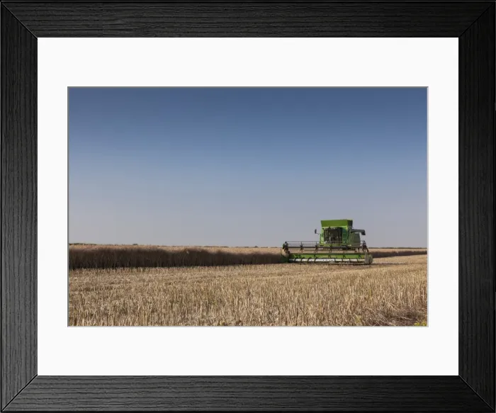 Framed Print : A Combine harvester harvests corn, Maidenhead, Berkshire, England, United Kingdom, Europe Framed Print : A Combine harvester harvests corn, Maidenhead, Berkshire, England, United Kingdom, Europe