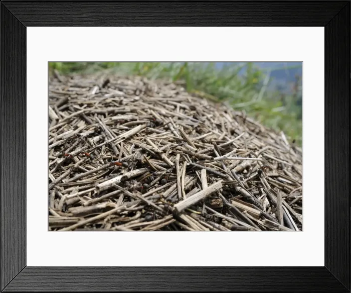 Framed Print : Black-backed meadow ants (Formica pratensis) on nest mound of old grass stems in montane pastureland, Julian Alps, Slovenia, Europe Framed Print : Black-backed meadow ants (Formica pratensis) on nest mound of old grass stems in montane pastureland, Julian Alps, Slovenia, Europe