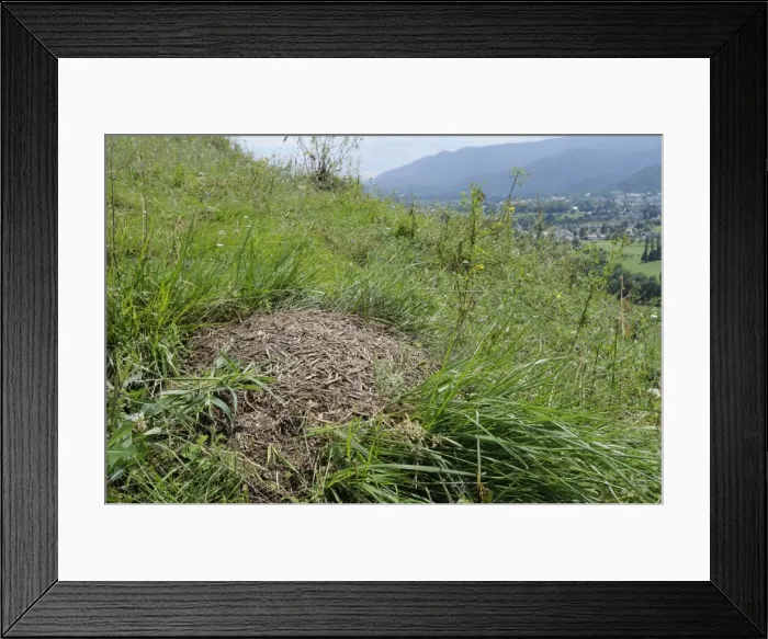 Framed Print : Black-backed meadow ant (Formica pratensis) nest mound of old grass stems in montane pastureland near Bled, Slovenia, Europe Framed Print : Black-backed meadow ant (Formica pratensis) nest mound of old grass stems in montane pastureland near Bled, Slovenia, Europe