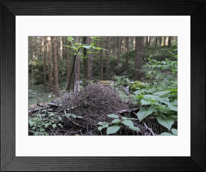 Framed Print : Wood ant (Formica sp. ) nest in coniferous forest, Rakov Skocjan valley, near Cerknica, Slovenia, Europe Framed Print : Wood ant (Formica sp. ) nest in coniferous forest, Rakov Skocjan valley, near Cerknica, Slovenia, Europe