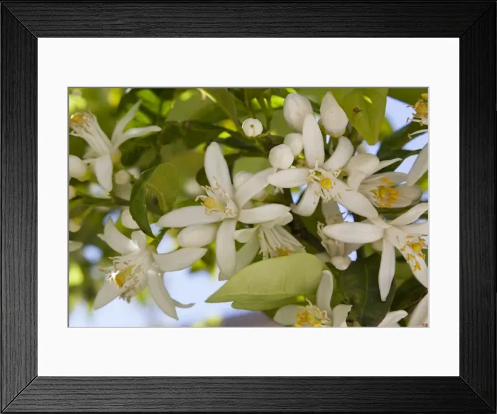 Framed Print : Orange blossom, Seville, Andalucia, Spain, Europe Framed Print : Orange blossom, Seville, Andalucia, Spain, Europe