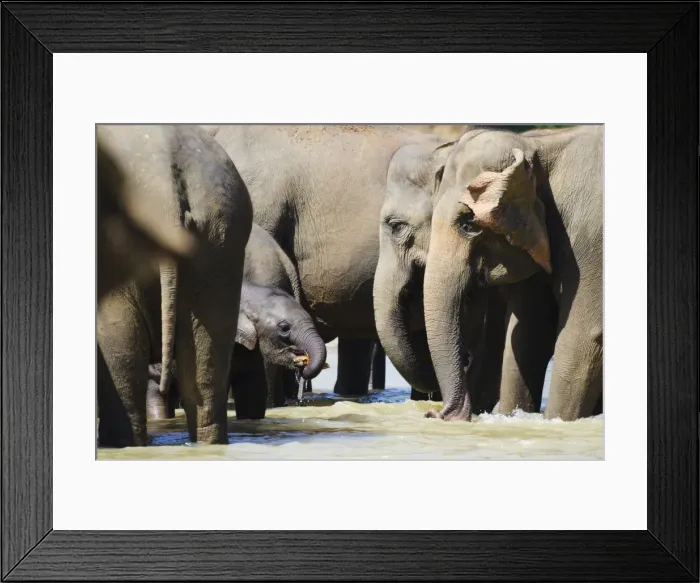 Framed Print : Pinnewala Elephant Orphanage near Kegalle, Hill Country, Sri Lanka, Asia Framed Print : Pinnewala Elephant Orphanage near Kegalle, Hill Country, Sri Lanka, Asia