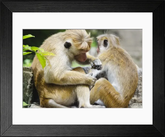 Framed Print : Tote macaque monkeys grooming at Dambulla, North Central Province, Sri Lanka, Asia Framed Print : Tote macaque monkeys grooming at Dambulla, North Central Province, Sri Lanka, Asia