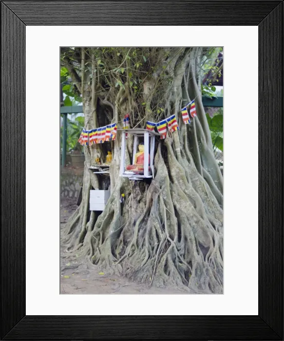 Framed Print : Buddhist tree shrine, Southern Province, Sri Lanka, Asia Framed Print : Buddhist tree shrine, Southern Province, Sri Lanka, Asia