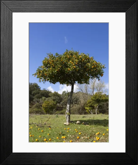 Framed Print : Orange tree, near Linares de la Sierra, Andalucia, Spain, Europe