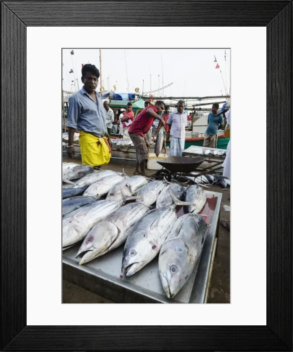 Framed Print : Mirisa, Southern Province, Sri Lanka, Asia Framed Print : Mirisa, Southern Province, Sri Lanka, Asia