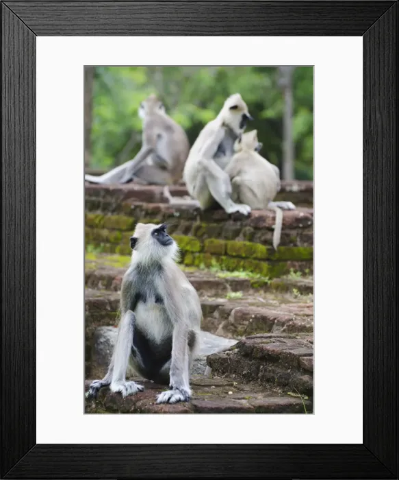 Framed Print : Tufted grey langurs (Semnopithecus priam), Polonnaruwa, North Central Province, Sri Lanka, Asia Framed Print : Tufted grey langurs (Semnopithecus priam), Polonnaruwa, North Central Province, Sri Lanka, Asia