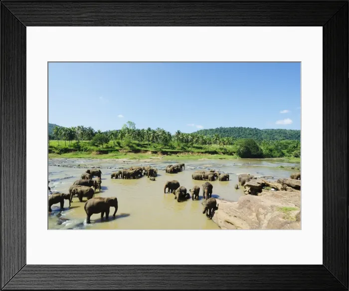 Framed Print : Pinnewala Elephant Orphanage near Kegalle, Hill Country, Sri Lanka, Asia Framed Print : Pinnewala Elephant Orphanage near Kegalle, Hill Country, Sri Lanka, Asia