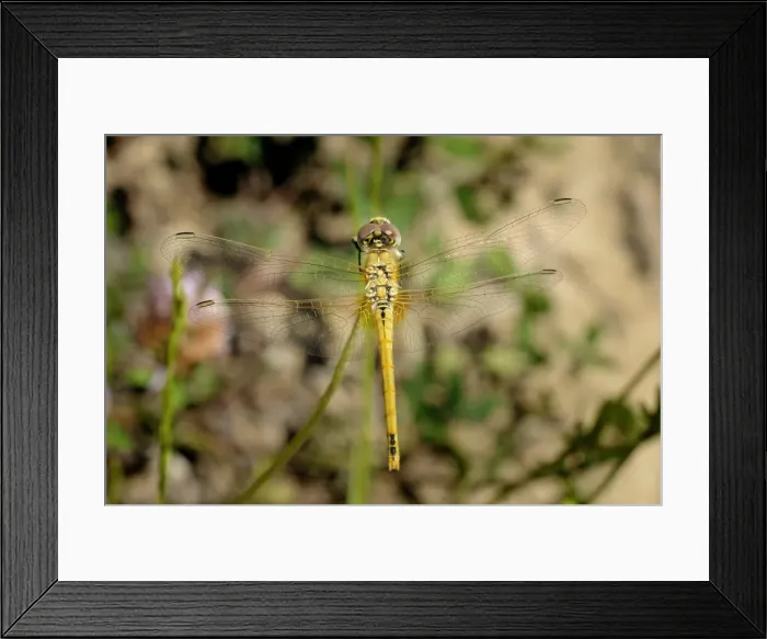 Framed Print : Female red-veined darter dragonfly (Sympetra fonscolombii), Hecho valley, Spanish Pyrenees, Spain, Europe Framed Print : Female red-veined darter dragonfly (Sympetra fonscolombii), Hecho valley, Spanish Pyrenees, Spain, Europe