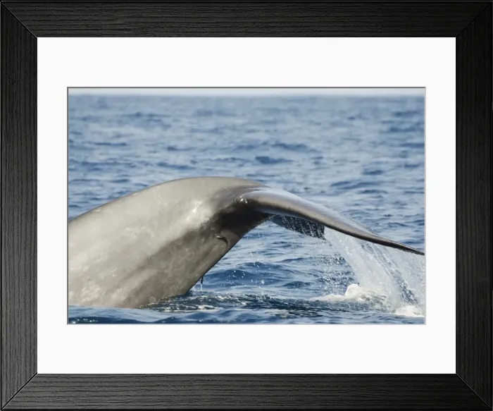 Framed Print : Blue whale, Southern Province, Indian Ocean, Sri Lanka, Asia Framed Print : Blue whale, Southern Province, Indian Ocean, Sri Lanka, Asia