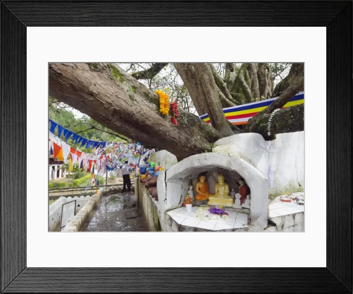 Framed Print : Shrine on a Bodhi tree, UNESCO World Heritage Site, Kandy, Hill country, Sri Lanka, Asia Framed Print : Shrine on a Bodhi tree, UNESCO World Heritage Site, Kandy, Hill country, Sri Lanka, Asia