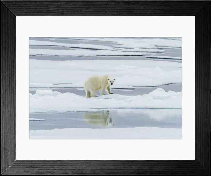 Framed Print : Adult polar bear (Ursus maritimus) on a recent kill on Moffen Island, Svalbard, Norway, Scandinavia, Europe Framed Print : Adult polar bear (Ursus maritimus) on a recent kill on Moffen Island, Svalbard, Norway, Scandinavia, Europe
