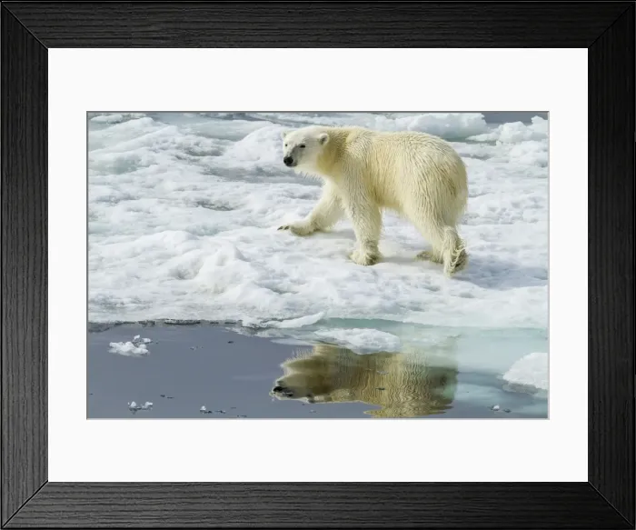 Framed Print : Adult polar bear (Ursus maritimus) on the ice in Bear Sound, Spitsbergen Island, Svalbard, Norway, Scandinavia, Europe Framed Print : Adult polar bear (Ursus maritimus) on the ice in Bear Sound, Spitsbergen Island, Svalbard, Norway, Scandinavia, Europe