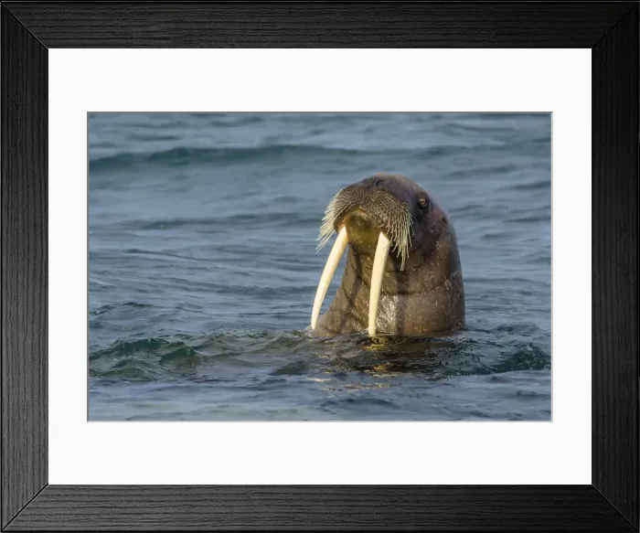 Framed Print : Adult walrus (Odobenus rosmarus rosmarus), Torrelneset, Nordauslandet Island, Svalbard Archipelago, Norway, Scandinavia, Europe Framed Print : Adult walrus (Odobenus rosmarus rosmarus), Torrelneset, Nordauslandet Island, Svalbard Archipelago, Norway, Scandinavia, Europe