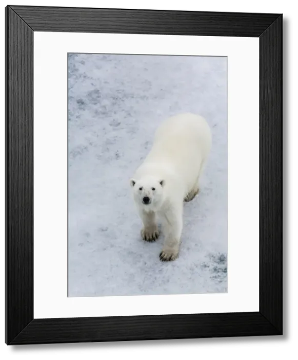 Framed Print : A curious young polar bear (Ursus maritimus) on the ice in Bear Sound, Spitsbergen Island, Svalbard, Norway, Scandinavia, Europe Framed Print : A curious young polar bear (Ursus maritimus) on the ice in Bear Sound, Spitsbergen Island, Svalbard, Norway, Scandinavia, Europe
