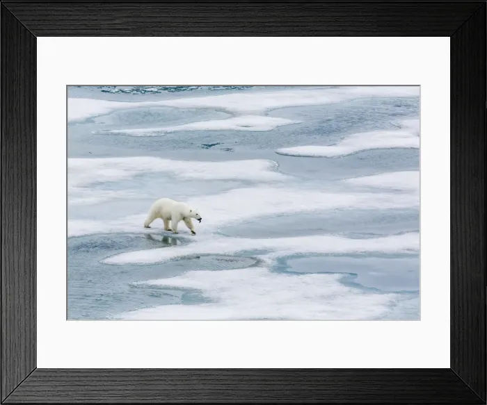 Framed Print : A curious young polar bear (Ursus maritimus) on the ice in Bear Sound, Spitsbergen Island, Svalbard, Norway, Scandinavia, Europe Framed Print : A curious young polar bear (Ursus maritimus) on the ice in Bear Sound, Spitsbergen Island, Svalbard, Norway, Scandinavia, Europe