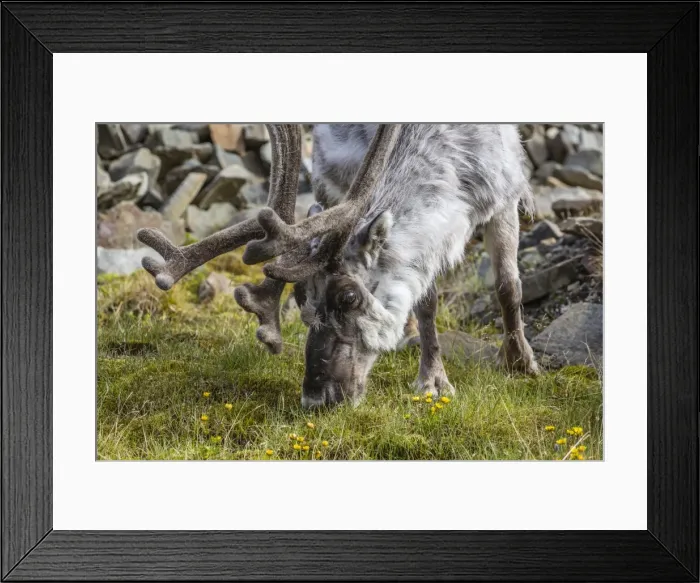 Framed Print : Svalbard reindeer (Rangifer tarandus platyrhynchus) buck in velvet, Spitsbergen, Svalbard Archipelago, Norway, Scandinavia, Europe Framed Print : Svalbard reindeer (Rangifer tarandus platyrhynchus) buck in velvet, Spitsbergen, Svalbard Archipelago, Norway, Scandinavia, Europe