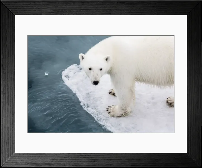 Framed Print : A curious young polar bear (Ursus maritimus) on the ice in Bear Sound, Spitsbergen Island, Svalbard, Norway, Scandinavia, Europe Framed Print : A curious young polar bear (Ursus maritimus) on the ice in Bear Sound, Spitsbergen Island, Svalbard, Norway, Scandinavia, Europe