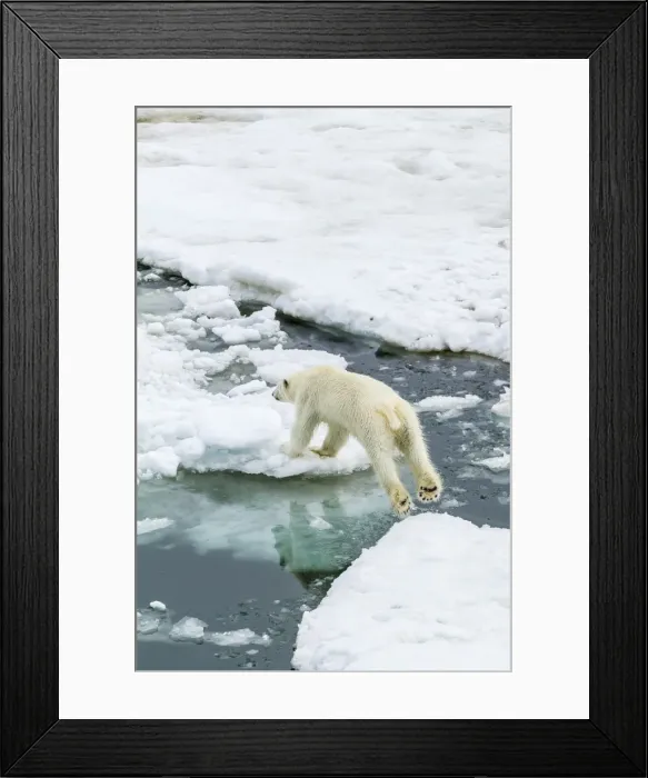 Framed Print : Young polar bear (Ursus maritimus) on the ice in Bear Sound, Spitsbergen Island, Svalbard, Norway, Scandinavia, Europe Framed Print : Young polar bear (Ursus maritimus) on the ice in Bear Sound, Spitsbergen Island, Svalbard, Norway, Scandinavia, Europe