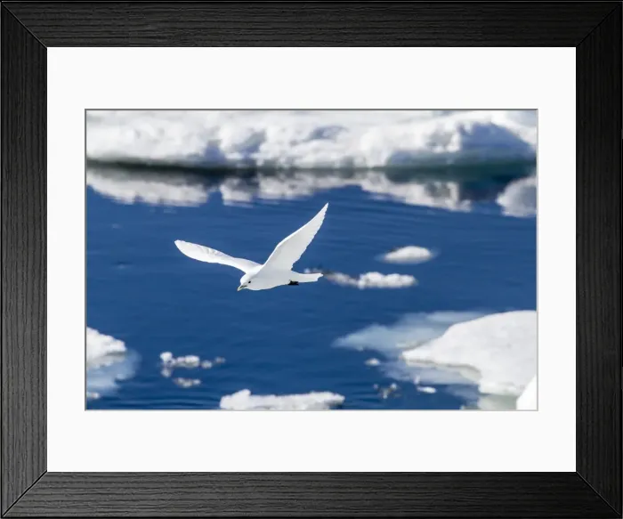 Framed Print : Adult ivory gull (Pagophila eburnea), Bear Sound, Spitsbergen Island, Svalbard, Norway, Scandinavia, Europe Framed Print : Adult ivory gull (Pagophila eburnea), Bear Sound, Spitsbergen Island, Svalbard, Norway, Scandinavia, Europe