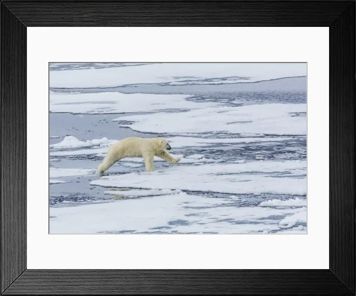 Framed Print : Adult polar bear (Ursus maritimus) on the ice near the Sujoya Islands, Svalbard, Norway, Scandinavia, Europe Framed Print : Adult polar bear (Ursus maritimus) on the ice near the Sujoya Islands, Svalbard, Norway, Scandinavia, Europe
