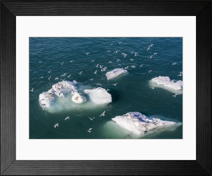 Framed Print : Adult black-legged kittiwakes (Rissa tridactyla), Svalbard Archipelago, Barents Sea, Norway, Scandinavia, Europe Framed Print : Adult black-legged kittiwakes (Rissa tridactyla), Svalbard Archipelago, Barents Sea, Norway, Scandinavia, Europe