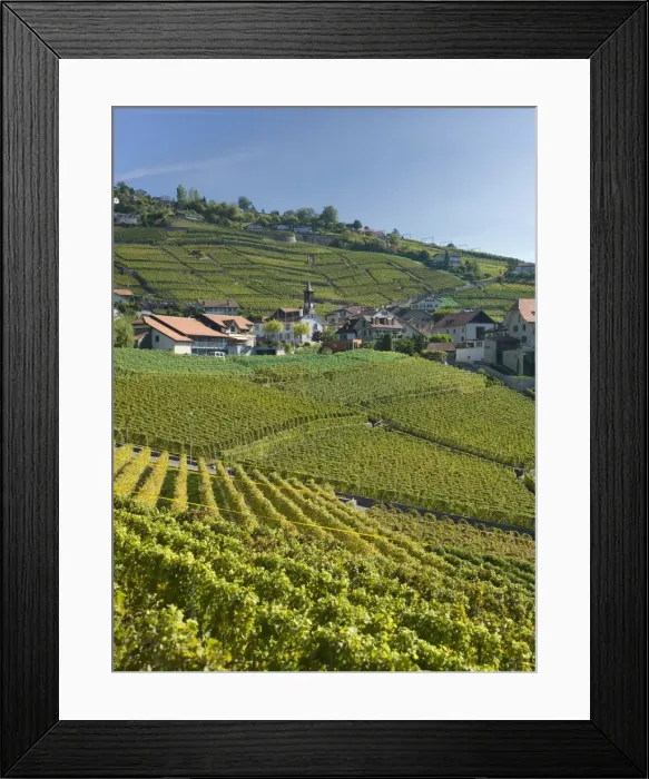 Framed Print : Lavaux terraced vineyards on Lake Geneva, Montreux, Canton Vaud, Switzerland, Europe Framed Print : Lavaux terraced vineyards on Lake Geneva, Montreux, Canton Vaud, Switzerland, Europe