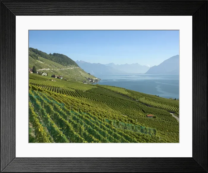 Framed Print : Lavaux terraced vineyards on Lake Geneva, Montreux, Canton Vaud, Switzerland, Europe Framed Print : Lavaux terraced vineyards on Lake Geneva, Montreux, Canton Vaud, Switzerland, Europe