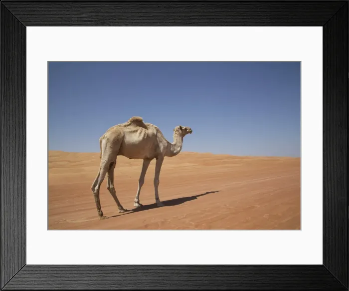 Framed Print : Camel in the desert, Wahiba, Oman, Middle East Framed Print : Camel in the desert, Wahiba, Oman, Middle East