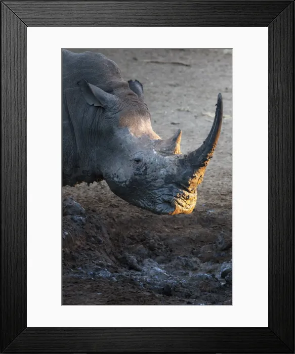 Framed Print : White rhino (Ceratotherium simum) at waterhole, Mkhuze Game Reserve, KwaZulu Natal, South Africa, Africa Framed Print : White rhino (Ceratotherium simum) at waterhole, Mkhuze Game Reserve, KwaZulu Natal, South Africa, Africa